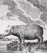 unknow artist, hippopotamus,flodhasten eller sjokon,som den ocksa kallades